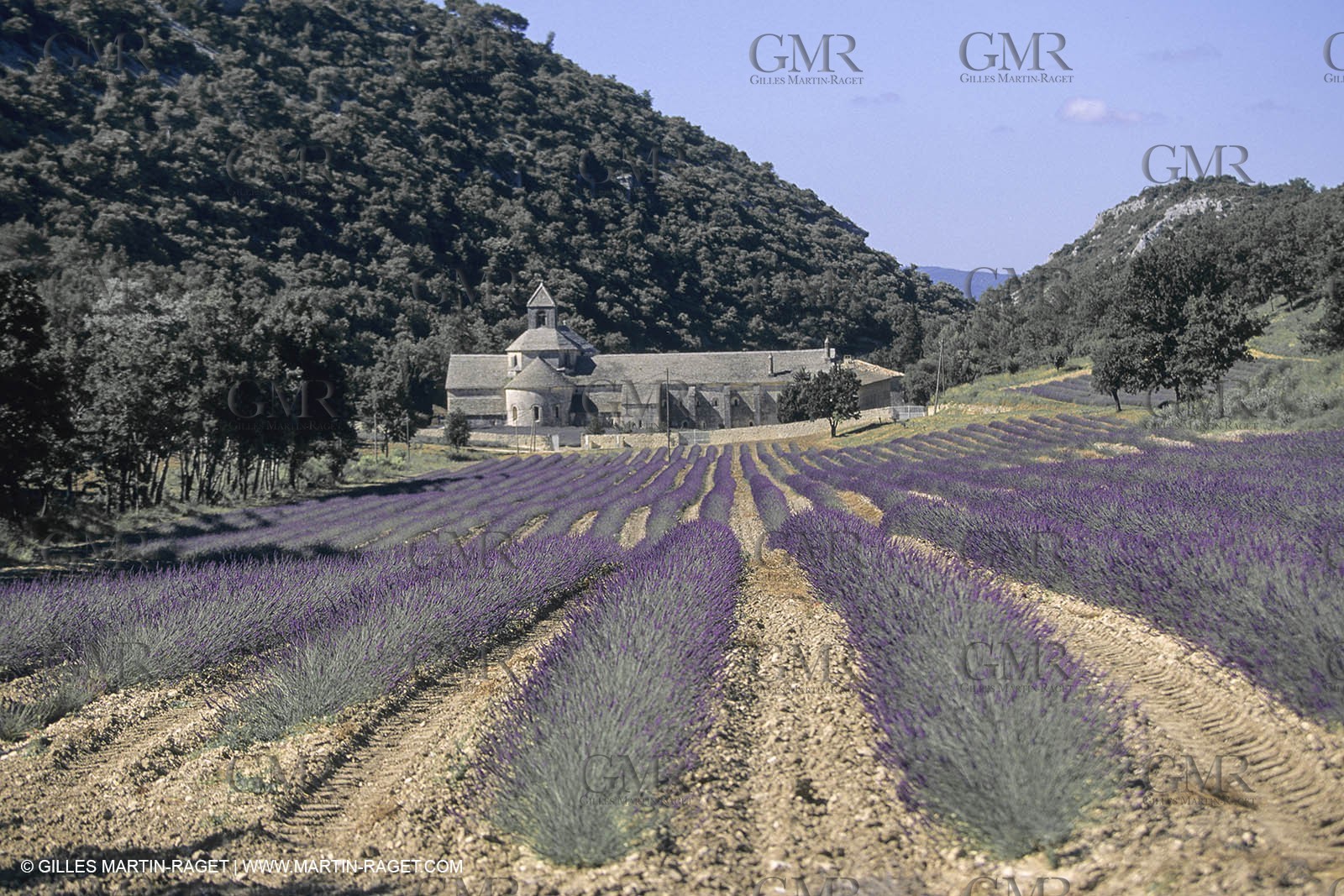 France, Provence, Lavender fields