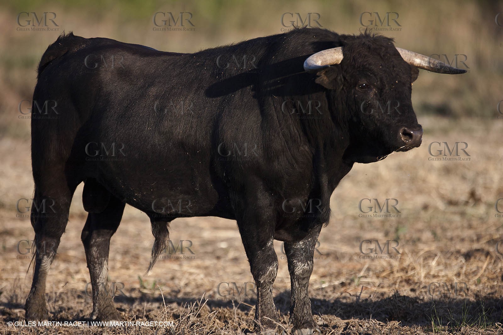09 04 2011 - Arles (FRA,13) - Bulls fighting in Camargue