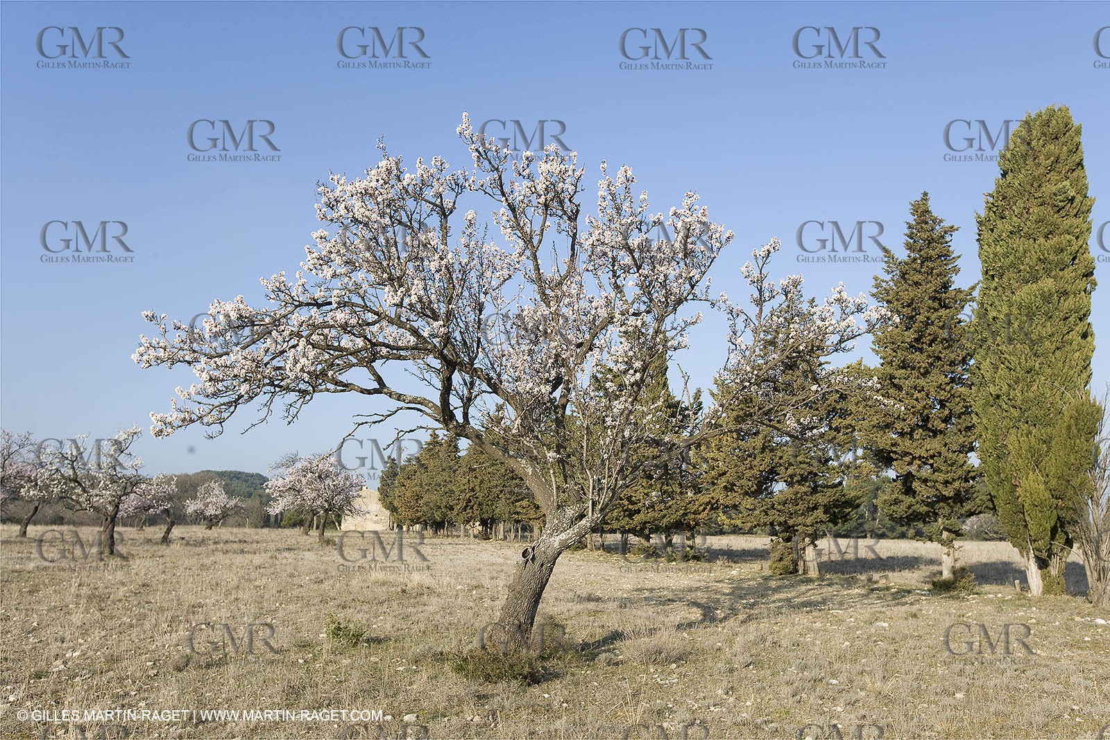 16 02 2008 - Saint Rémy de Provence (FRA, 13) - Alpilles hills landscapes