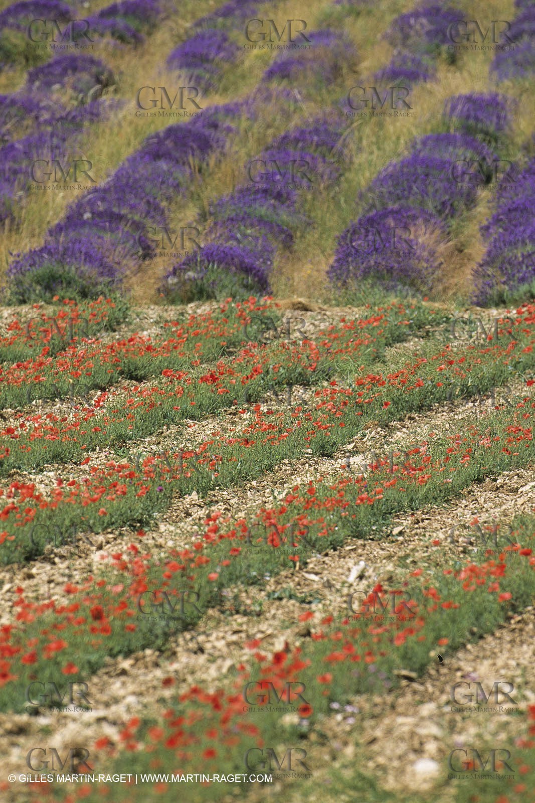 France, Provence, Champs de Coquelicots   Poppies fields