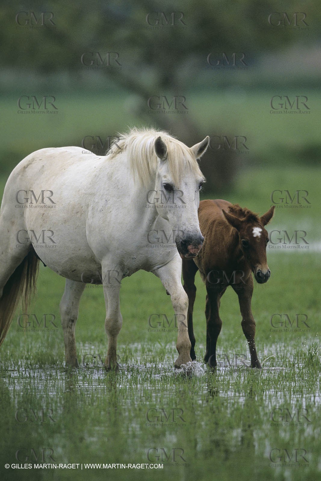 France, Provence, Camargue, White horses from Camargue