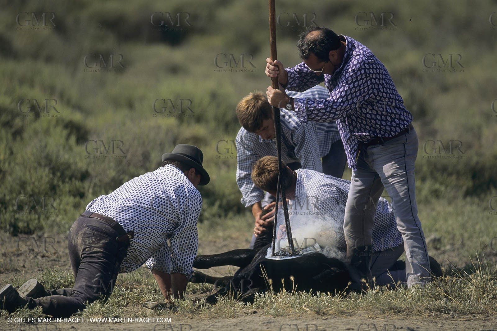 France, Provence, Camargue, Gardians de Camargue, métier, fêtes, élevage, tri