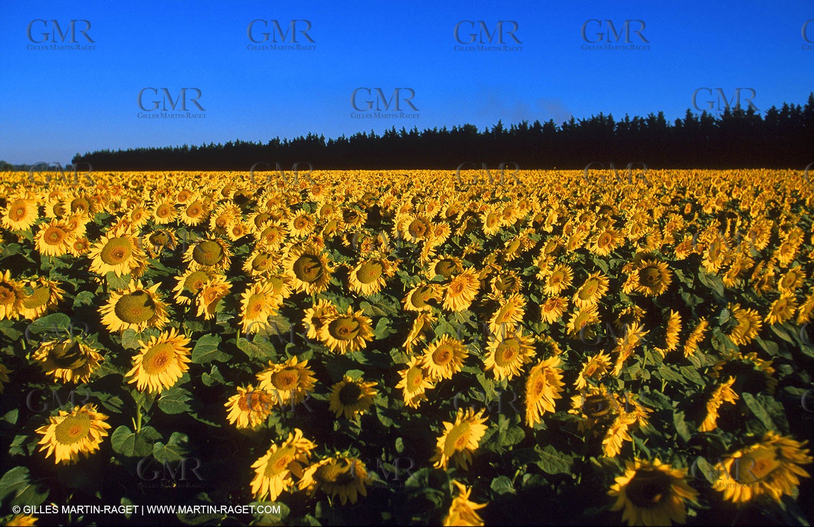 Sunflowers fields