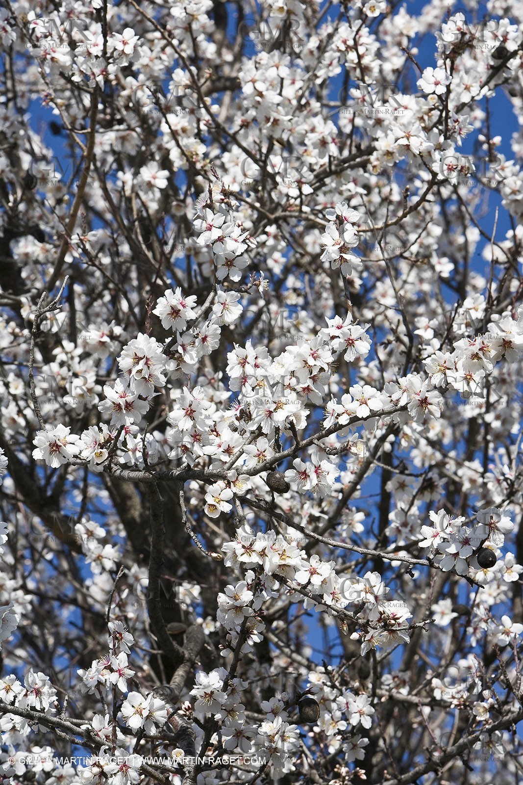 05 02 2008 - Arles (FRA, 13) - Paysages du Pays d'Arles