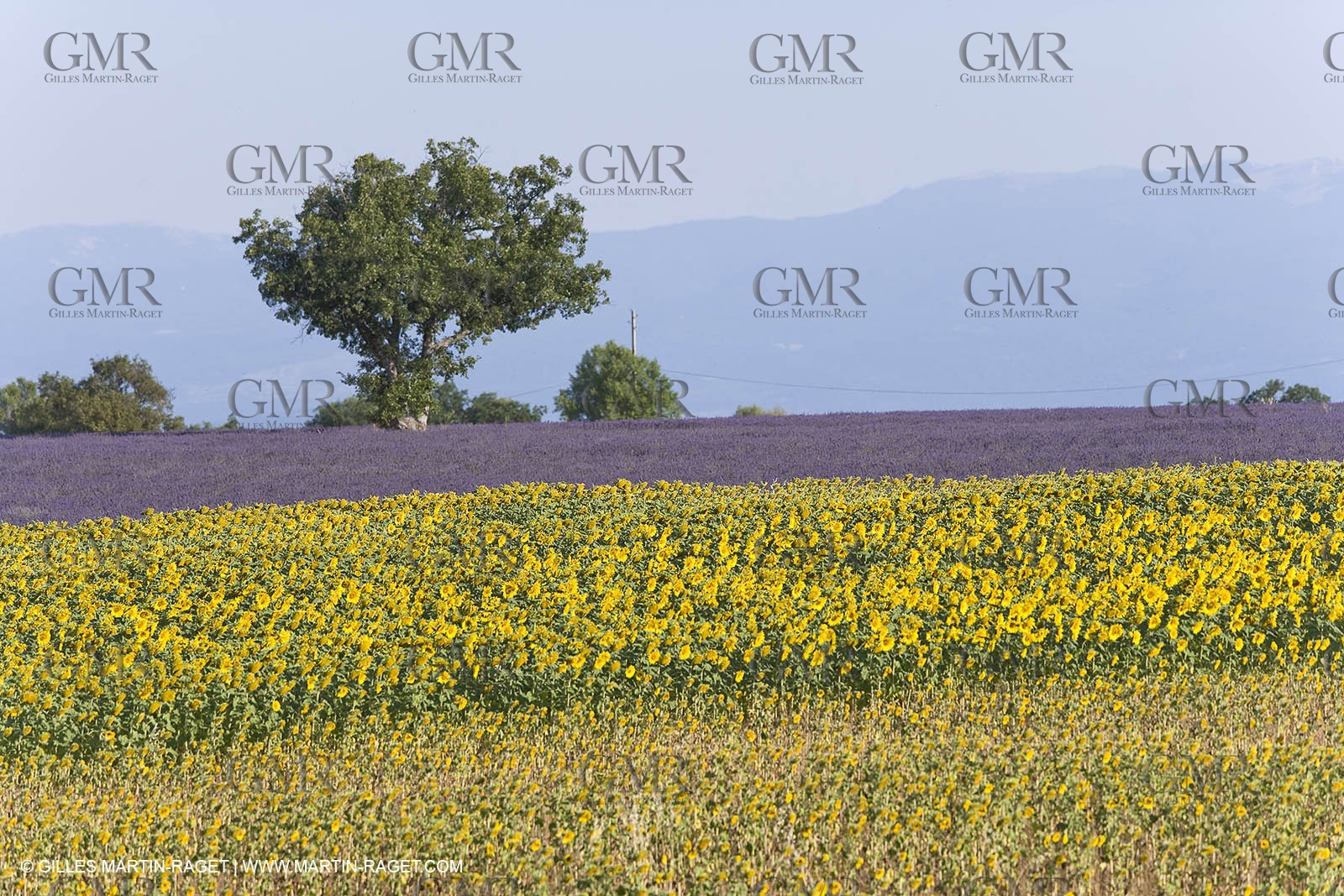 13 08 2007 - Valensole (04) - lavender fields on Valensole plateau