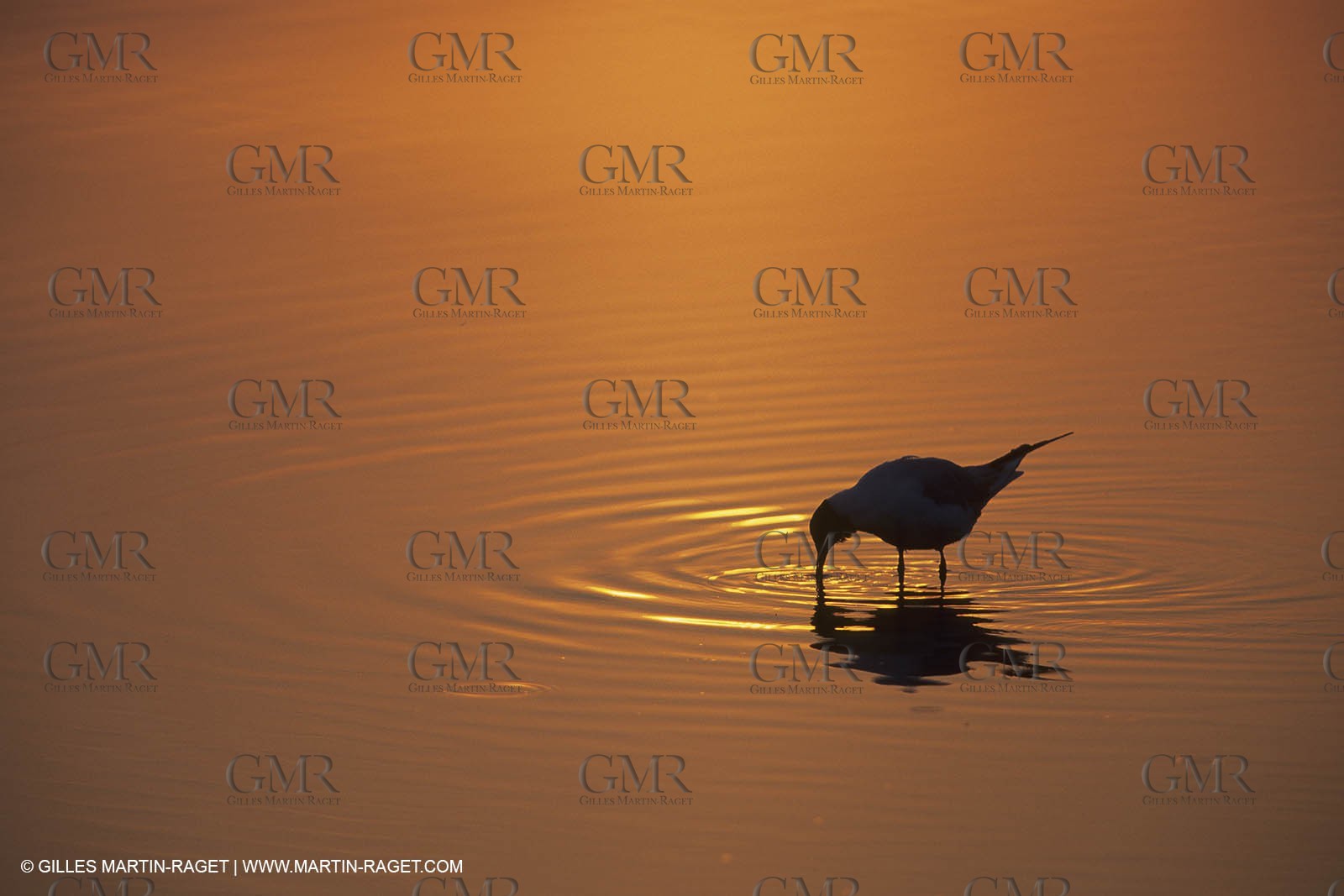 France, Provence, Camargue, Birds