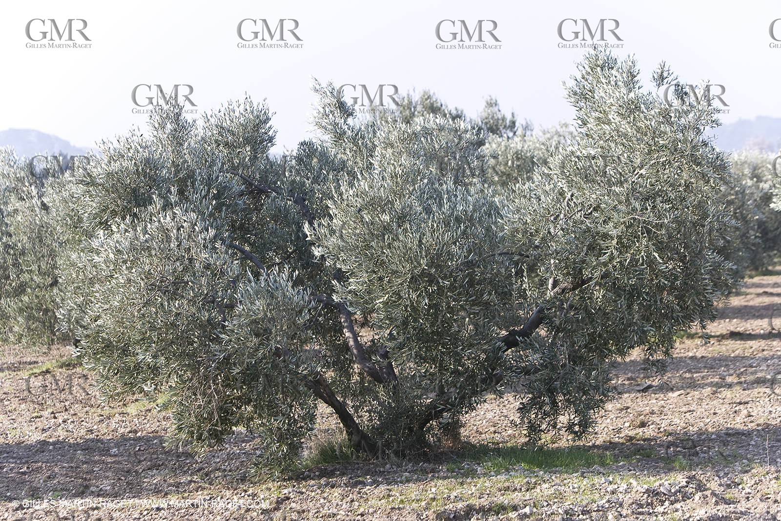 16 02 2008 - Les Baux de Provence (FRA, 13) - Paysages des Alpilles