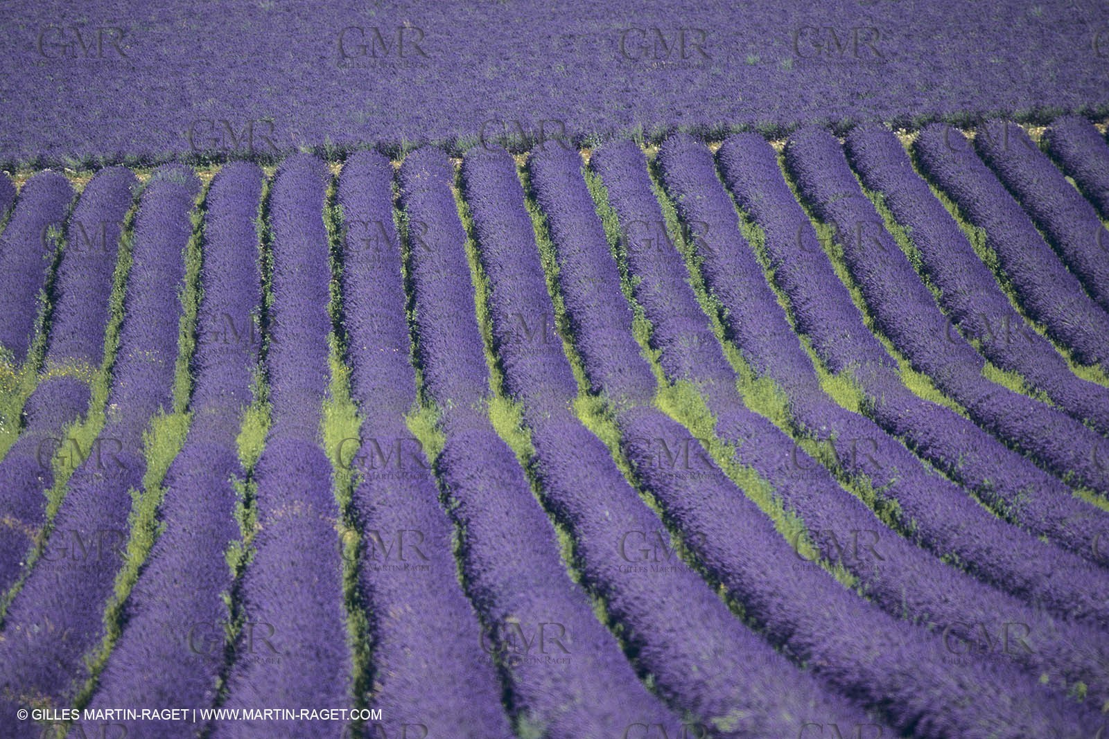France, Provence, Higher Provence, Valensole Plateau, Lavender