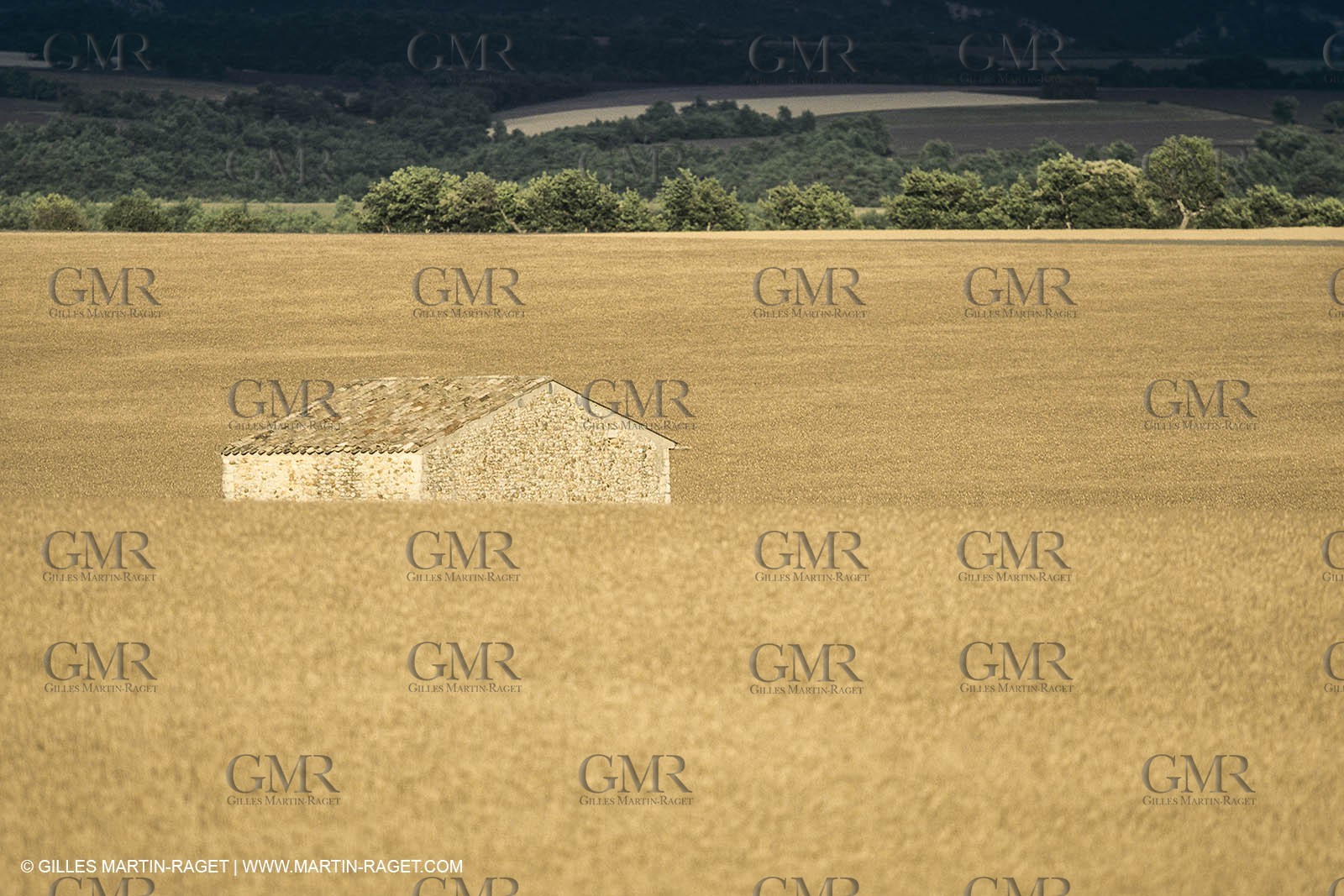 Corn and Wheat fields on Valensole Plateau in higher Provence (France)