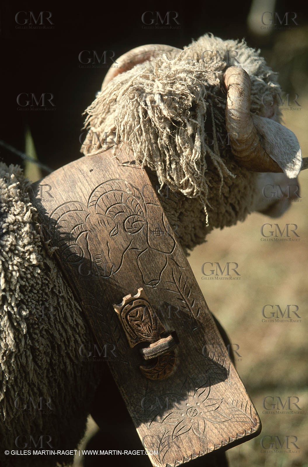 Saint Rémy de Provence (FRA,13) - Sheep stocks migration Fest
