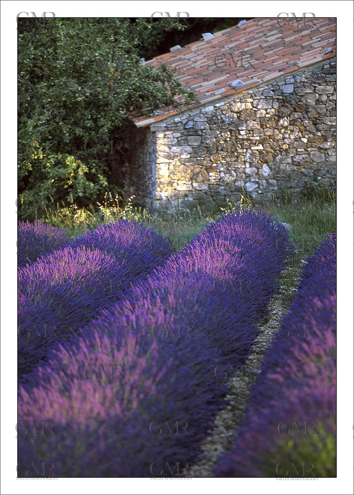 Lavander 6