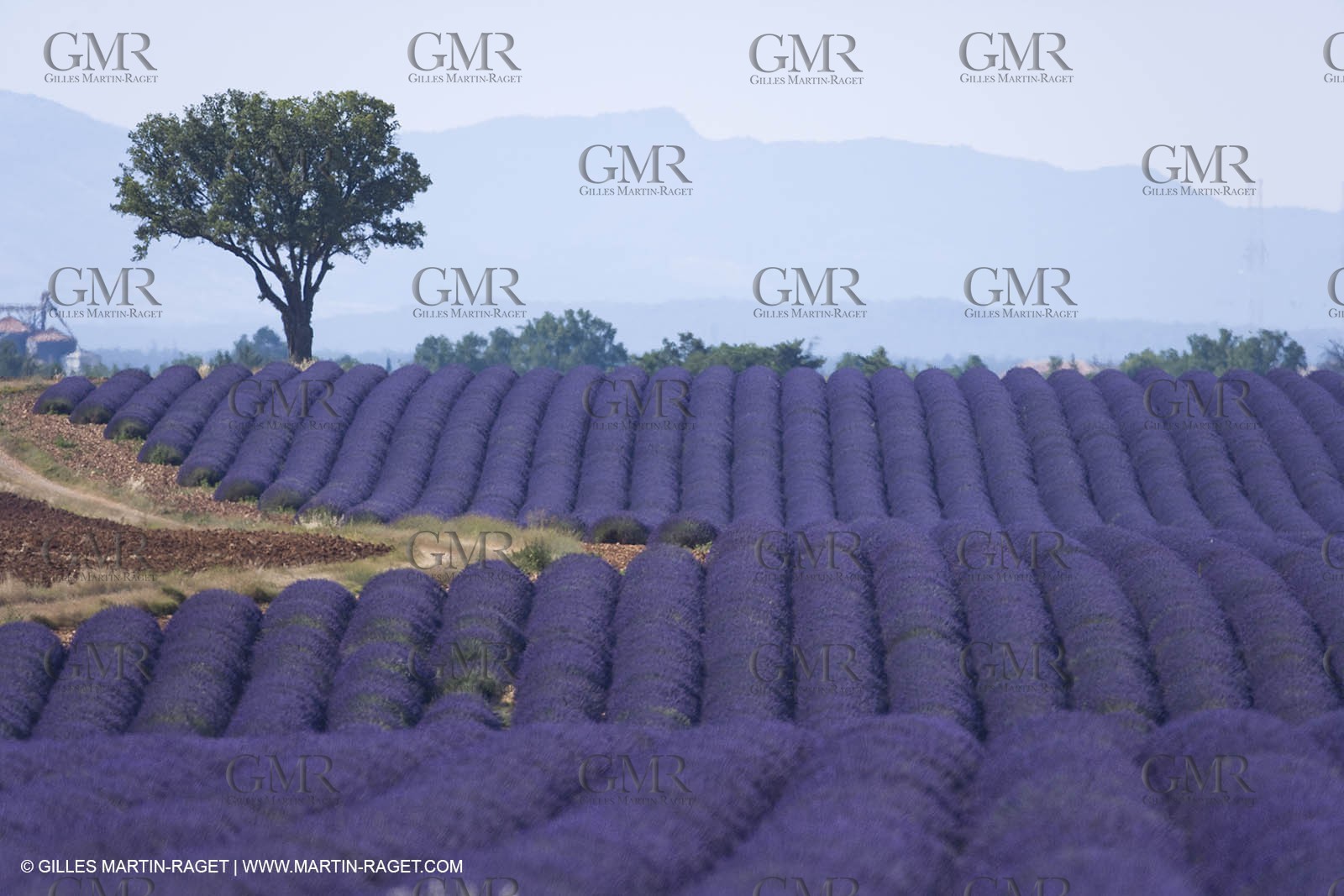 13 08 2007 - Valensole (04) - lavender fields on Valensole plateau