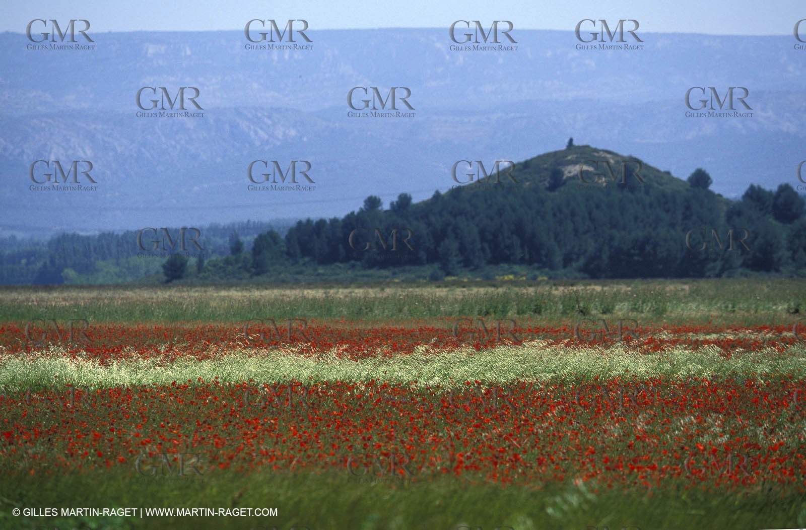 Poppies - Poppies field