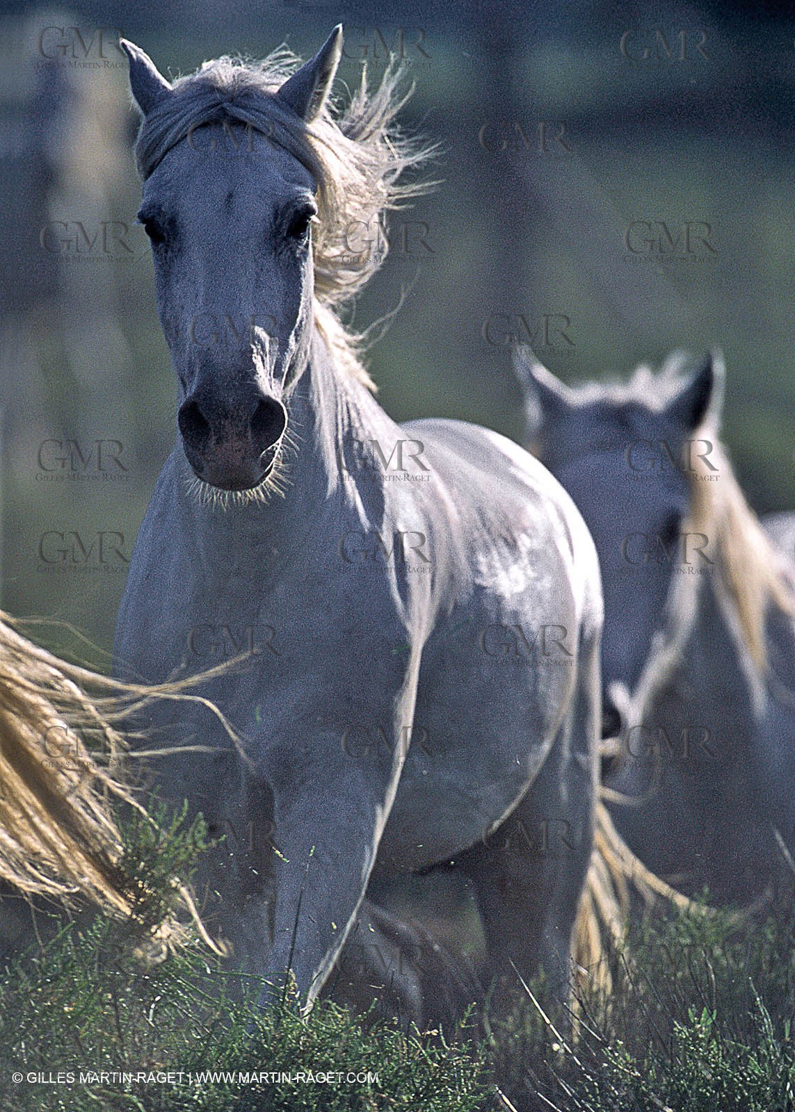 Camargue horses