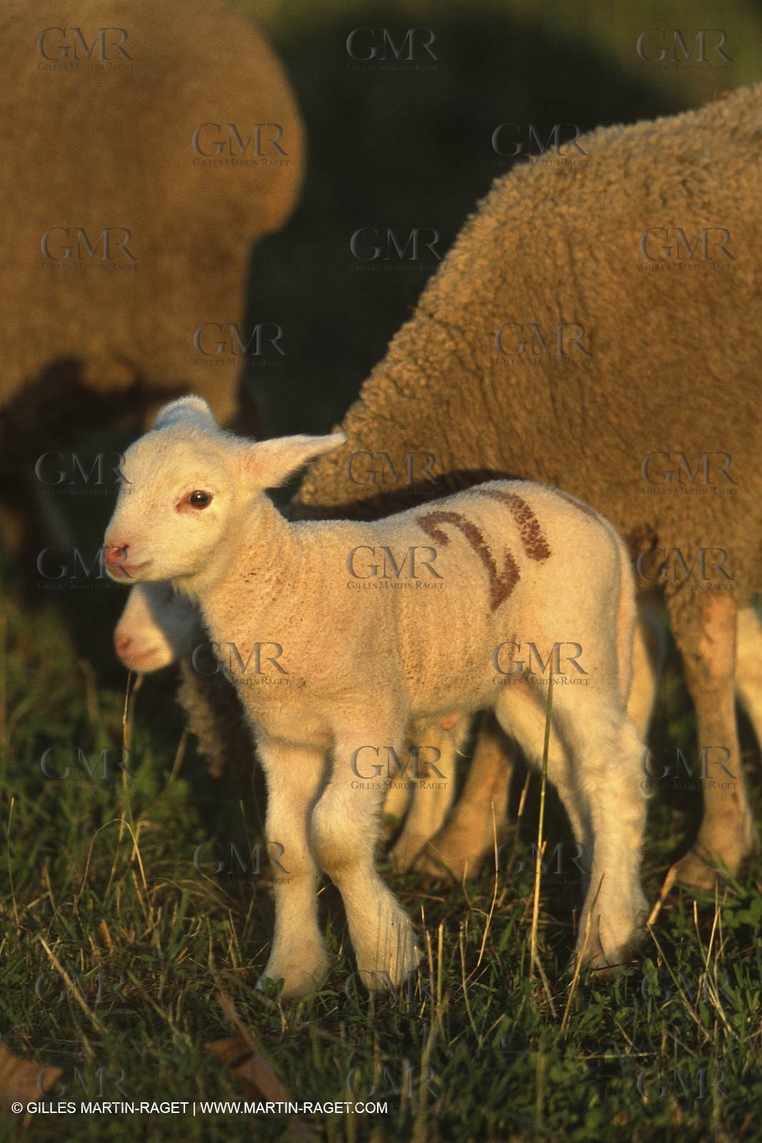 Saint Rémy de Provence (FRA,13) - Sheep stocks migration Fest