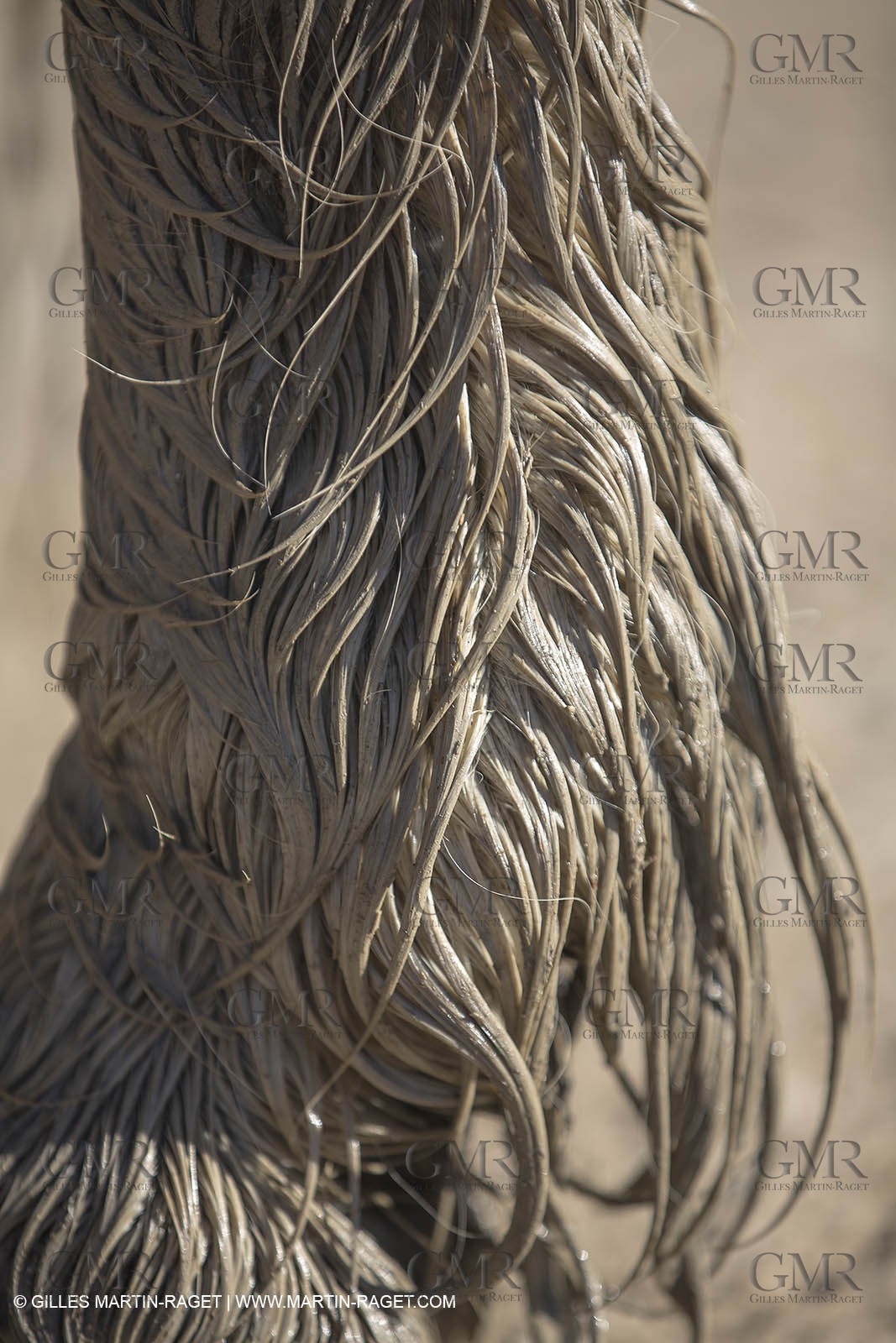 26 12 2013 - Les Saintes Maries de la Mer (FRA,13) - Promenade à cheval au Cabanes de Cacharel