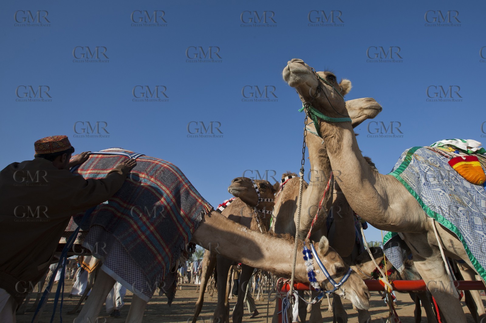 20 11 2010 - Dubai (UAE) - Camel races