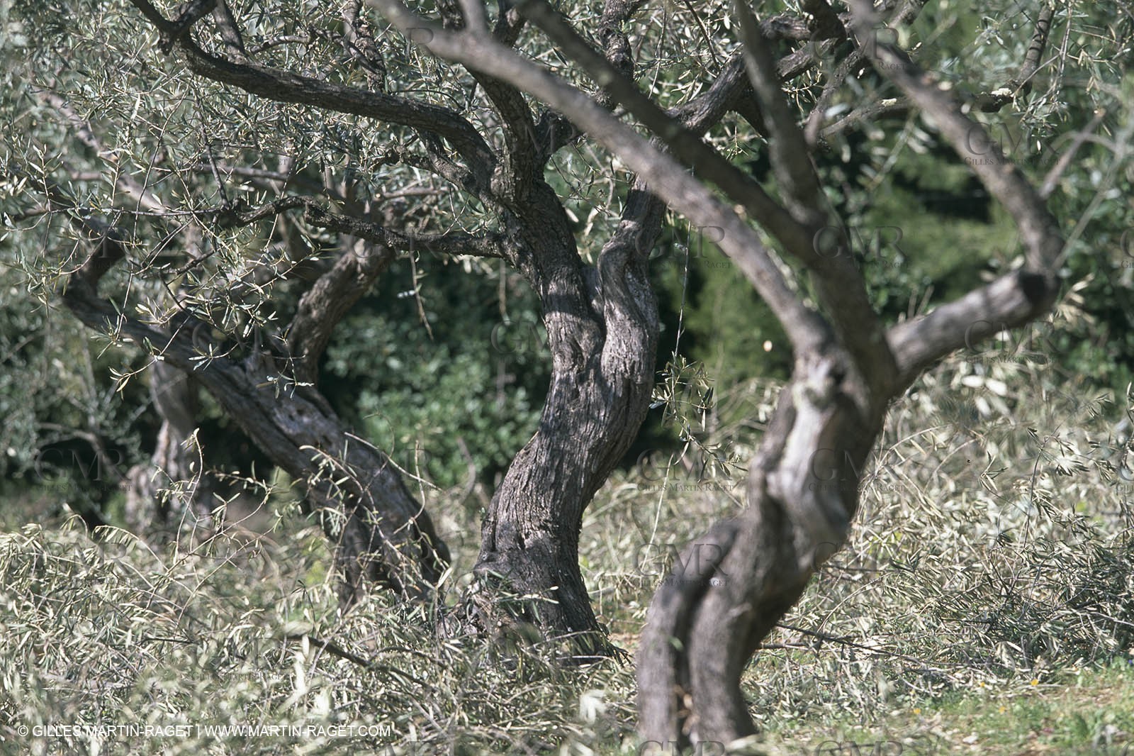 Paysages de Nîmes Métropole (FRA,30) - La Garrigue