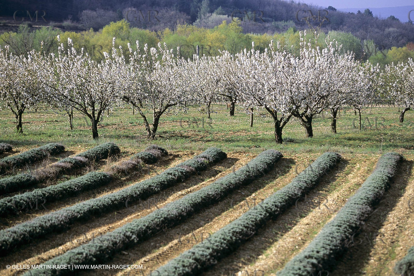 Luberon in winter near Saint Satrunin les Apt (FRA,84)