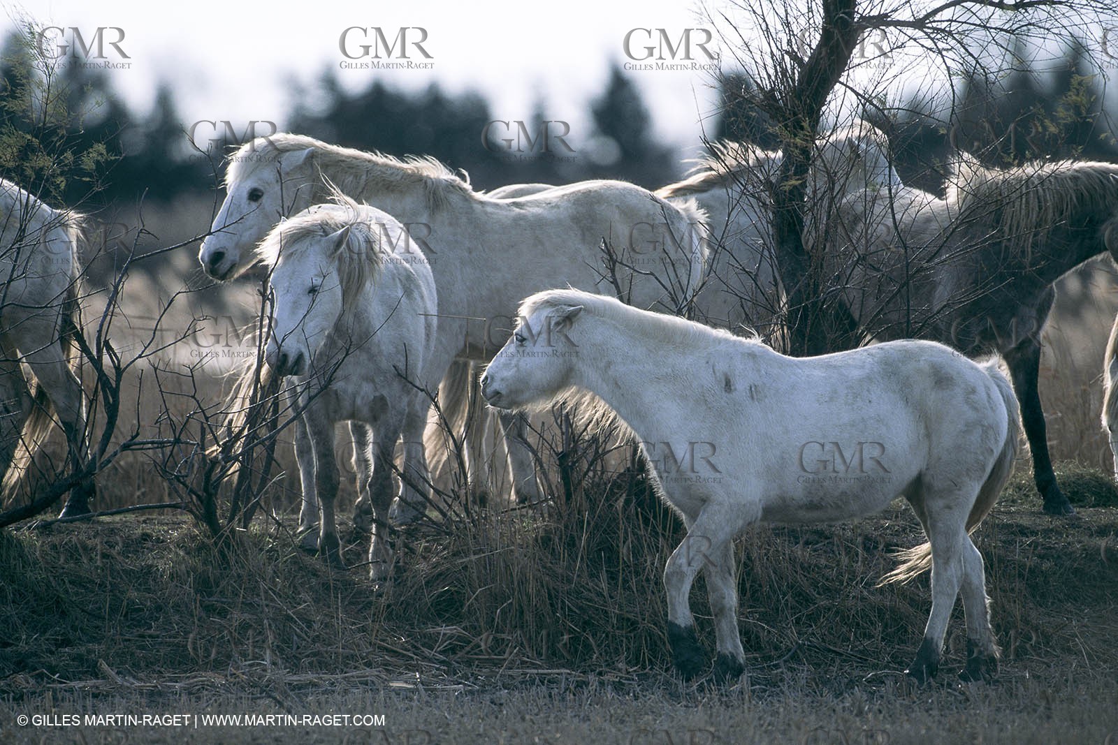 Camargue (FRA,13) - Little Camargue