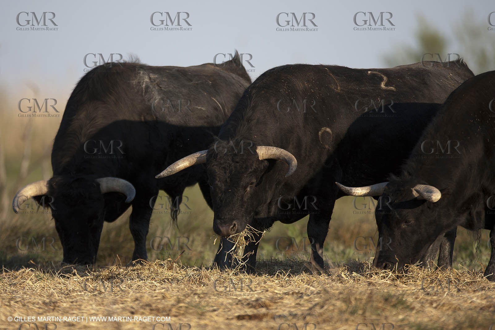 19 04 2011 - Arles (FRA,13) - Bullfight toros in Camargue