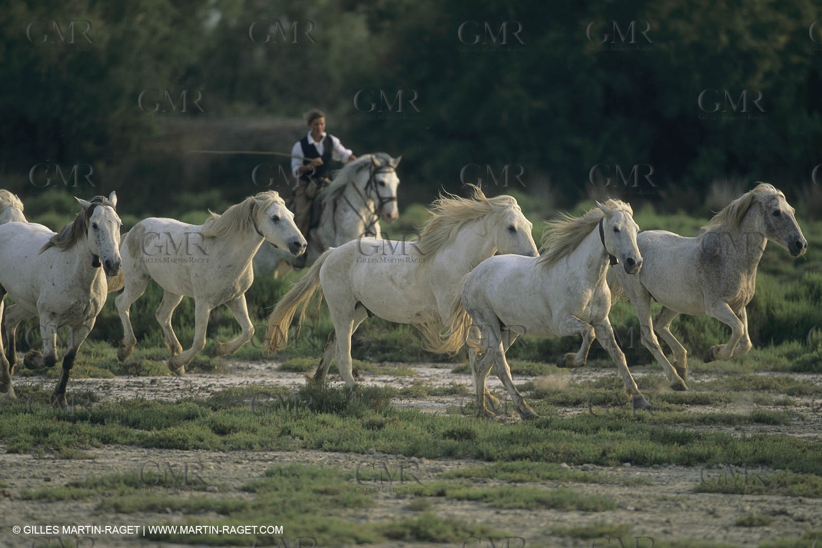 France, Provence, Camargue, Chevaux race Camargue
