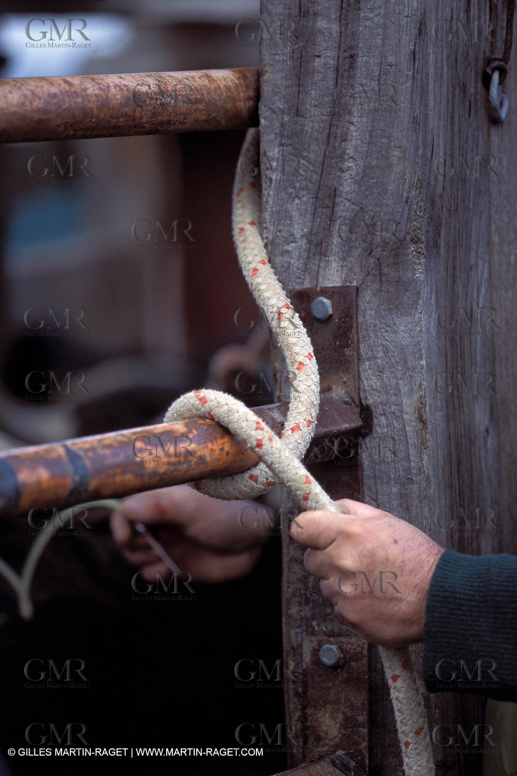 Camargue horses and bulls breeding