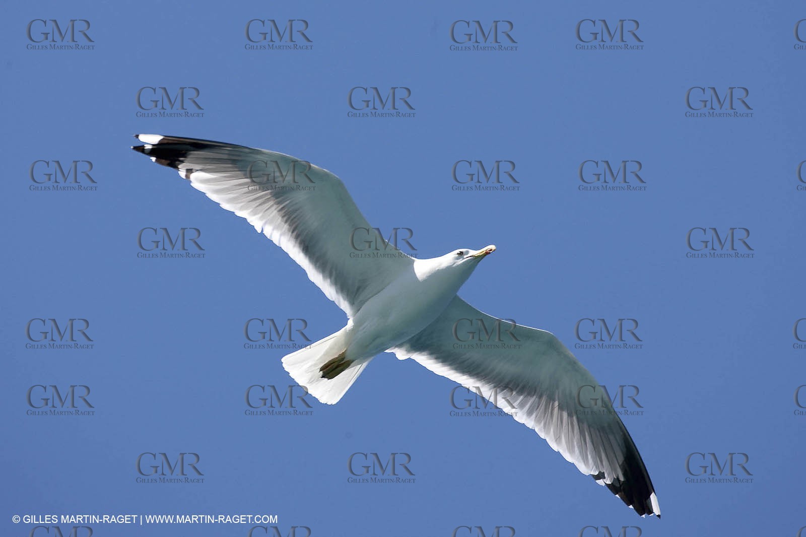 07 05 2009 - Marseille (FRA, 13) - Les Calanques - Riou