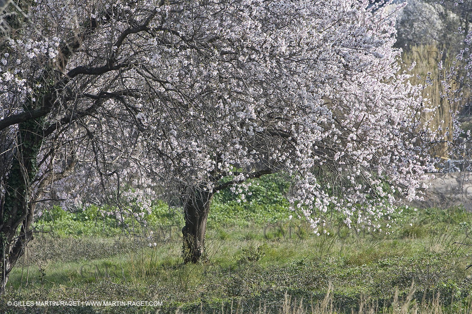 16 02 2008 - Les Baux de Provence (FRA, 13) - Paysages des Alpilles