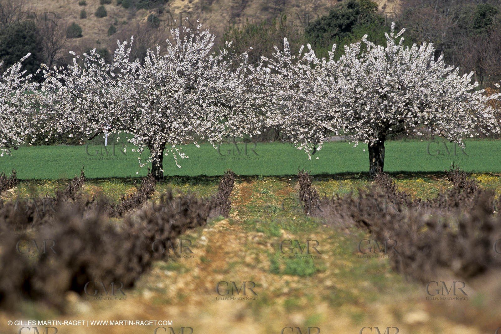 Luberon in winter near Saint Satrunin les Apt (FRA,84)