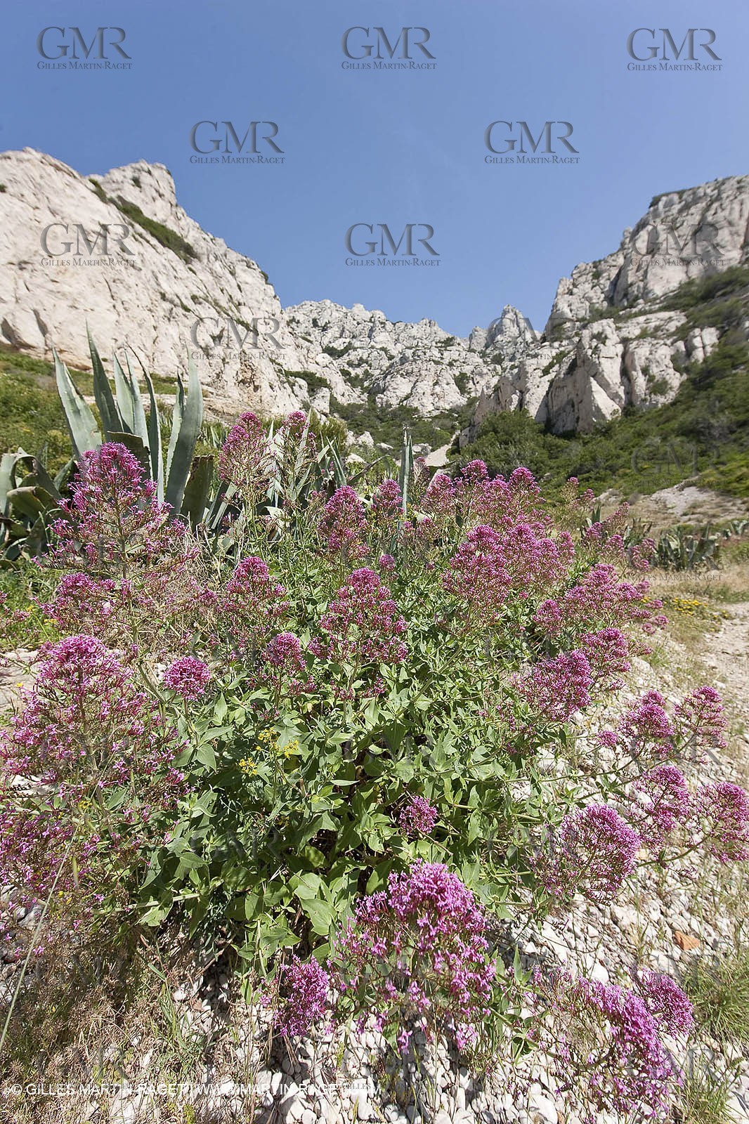 20 05 2009 - Marseille (FRA, 13) - Les Calanques - Calanque du Podestat