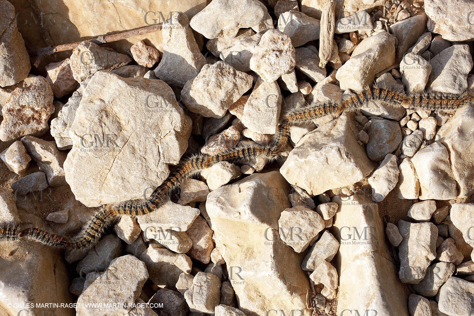 19 03 2009 - Marseille (FRA, 13) - Calanques - From Callelongue to Marseilleveyre