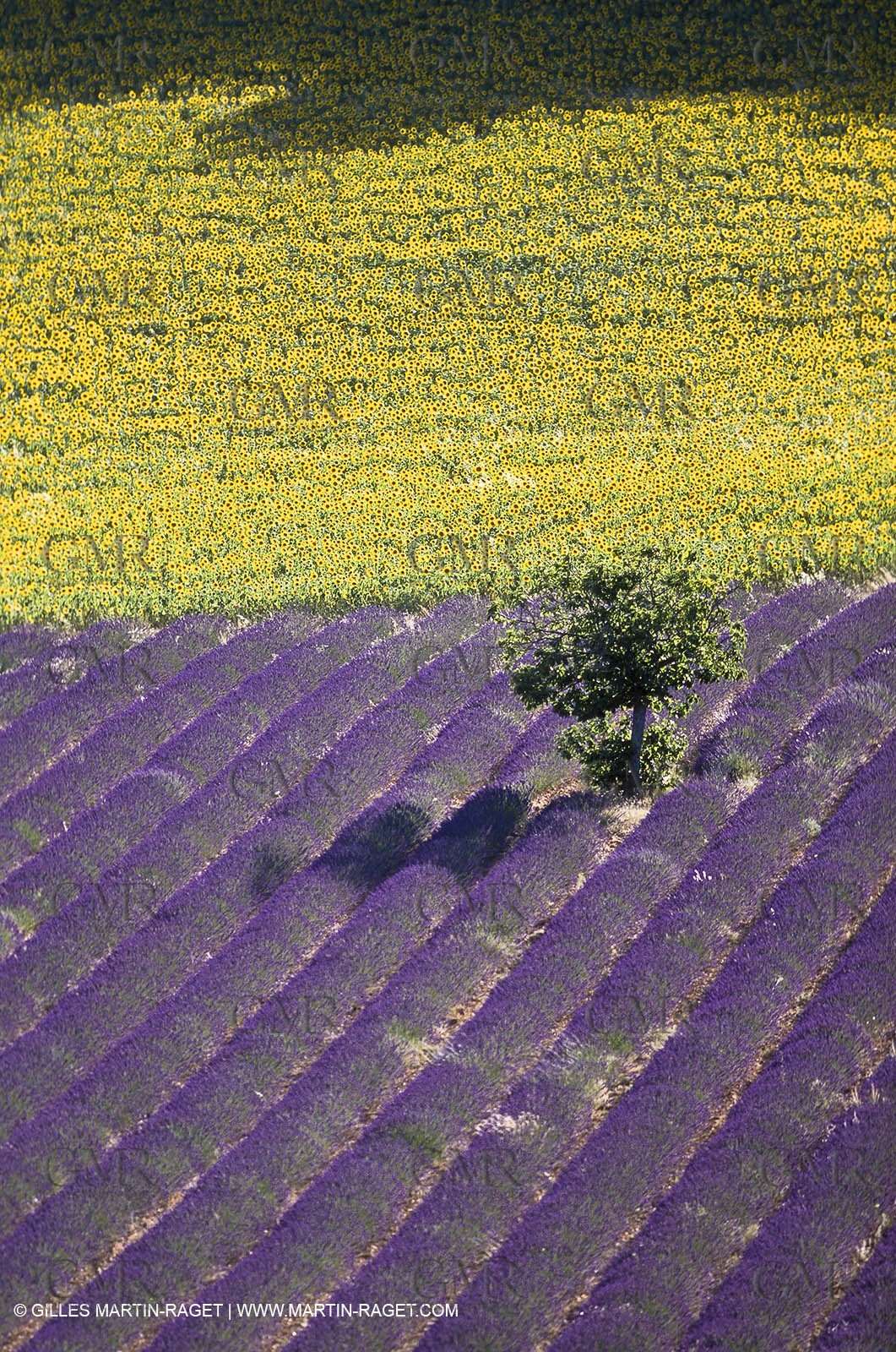 Haute Provence - Champs de Lavandes en fleur