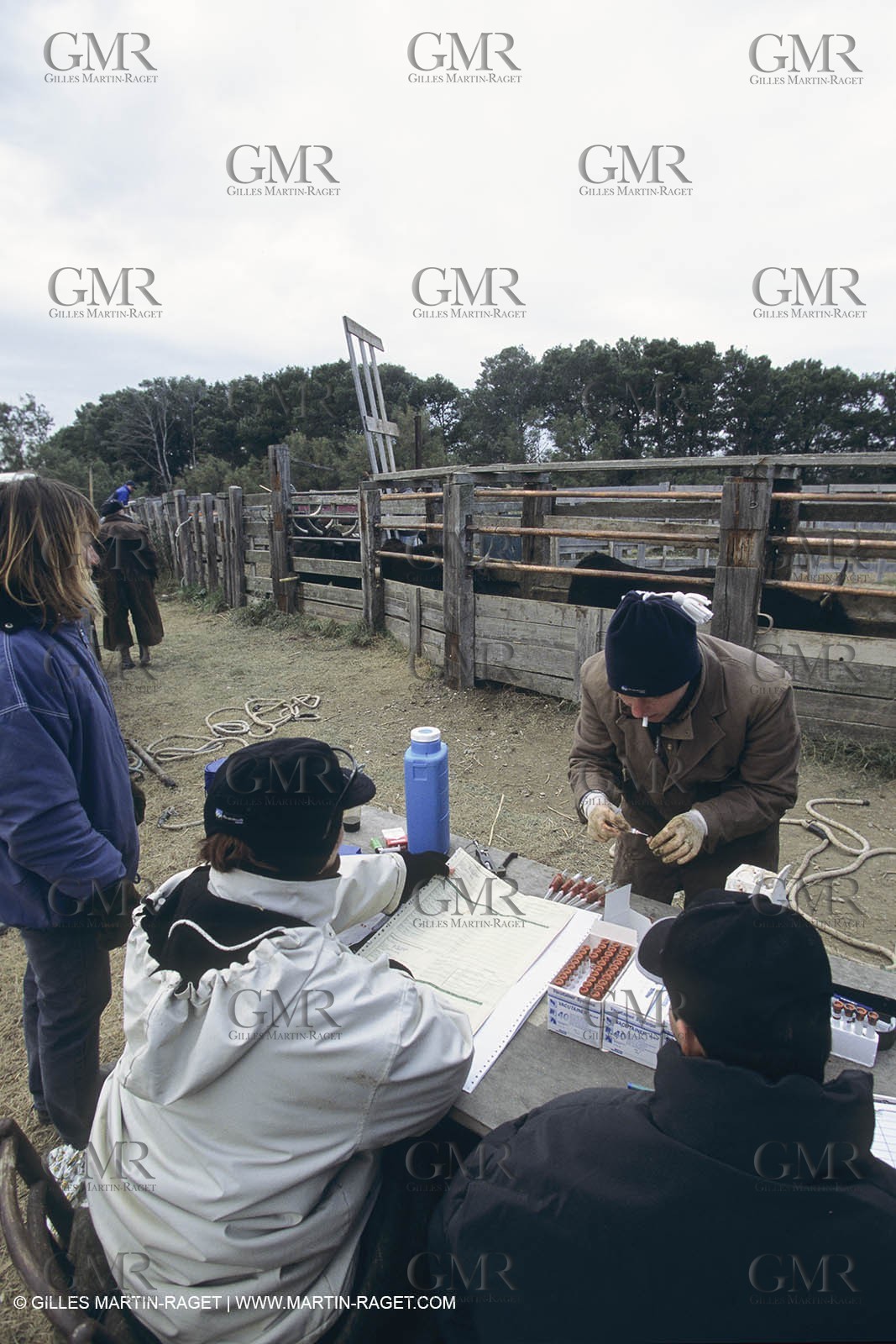 France, Provence, Camargue, Gardians de Camargue, métier, fêtes, élevage, tri