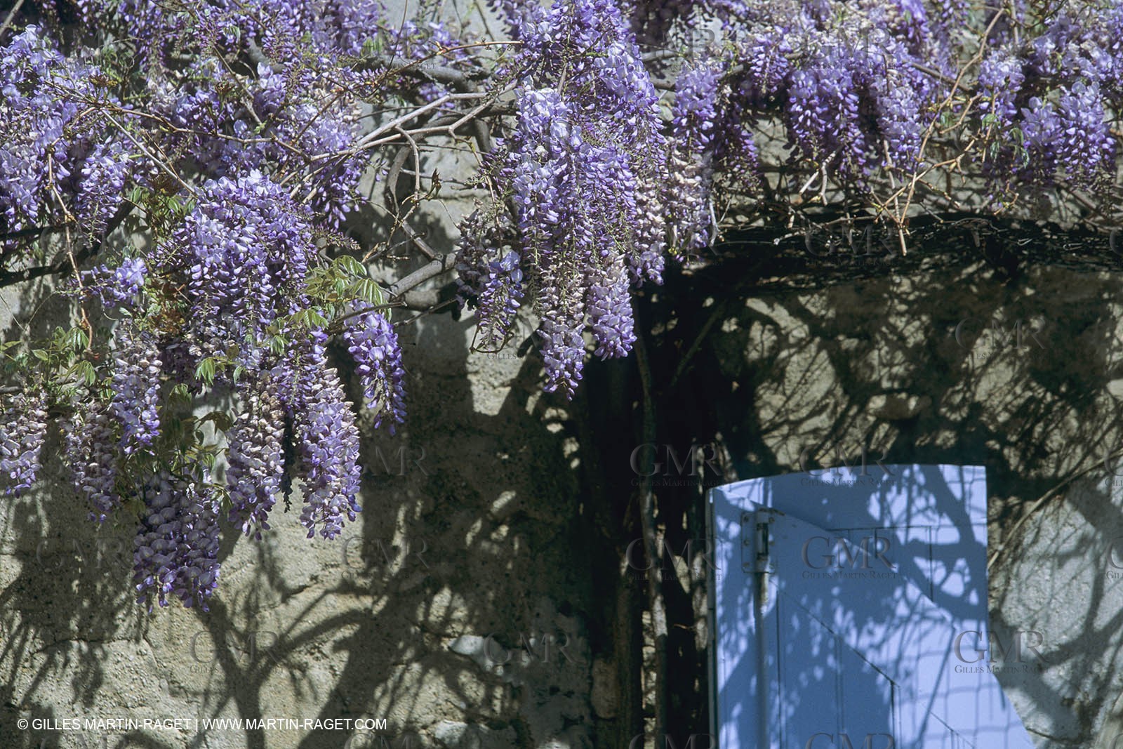 France, Provence, Glyines en fleur