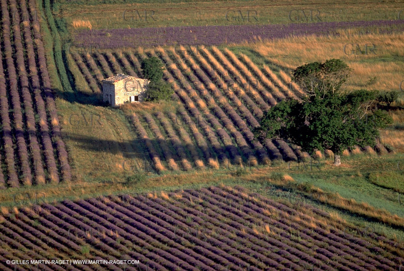Lavander fields