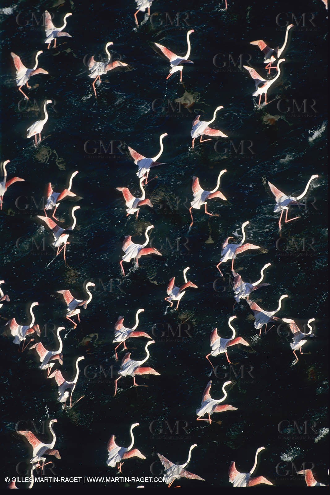 France, Provence, Camargue, Birds, Flamants, flamingos
