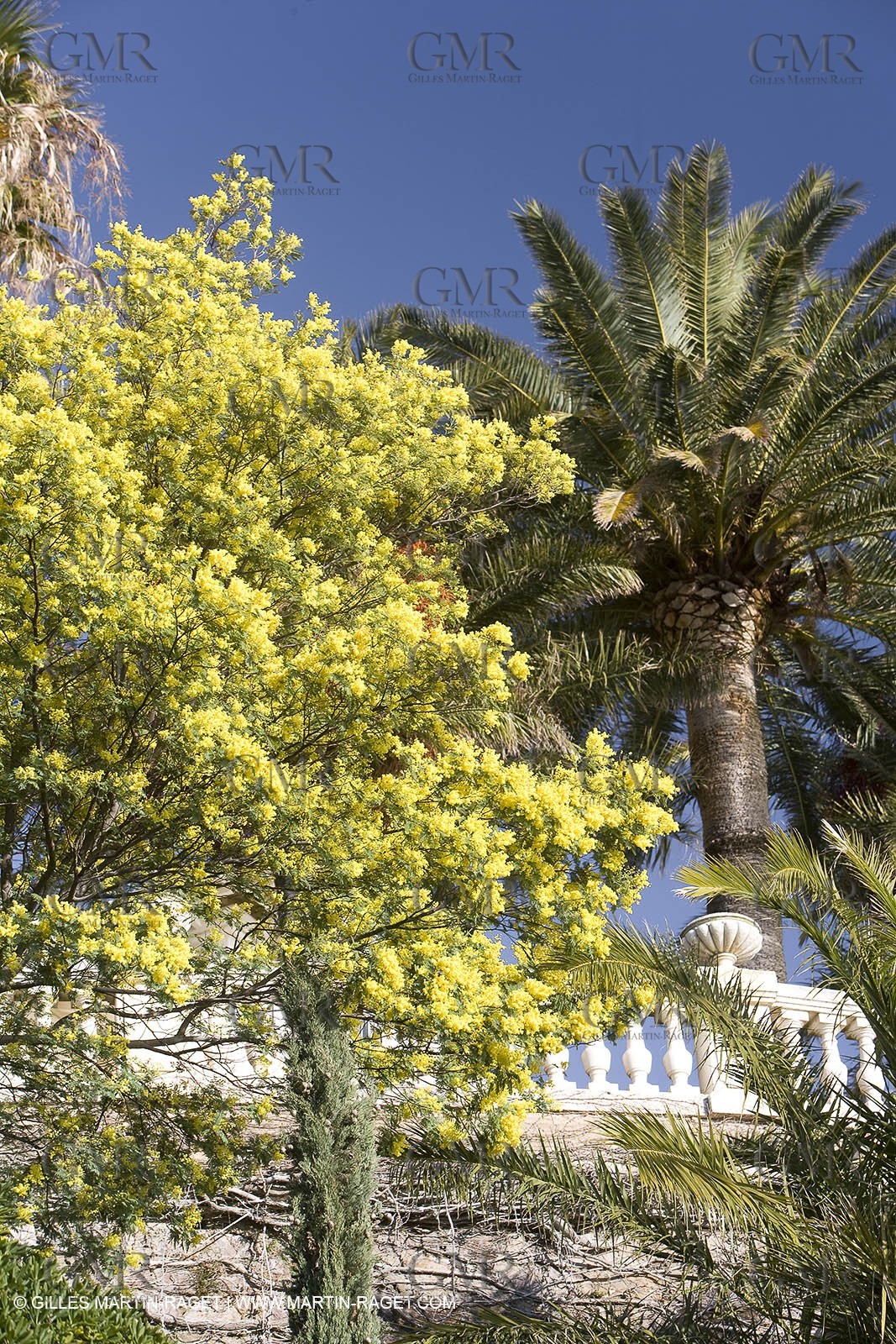 06 02 2008 - Théoule sur mer (FRA, 06) - Mimosas en fleur