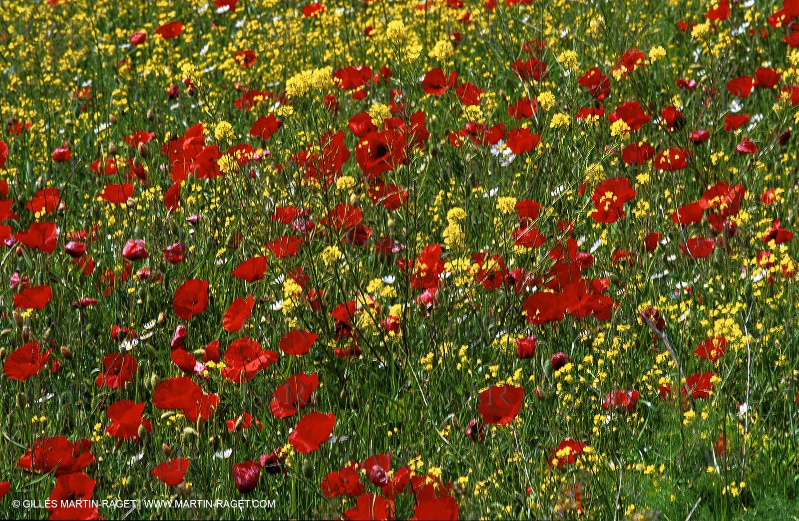Poppies - Poppies field