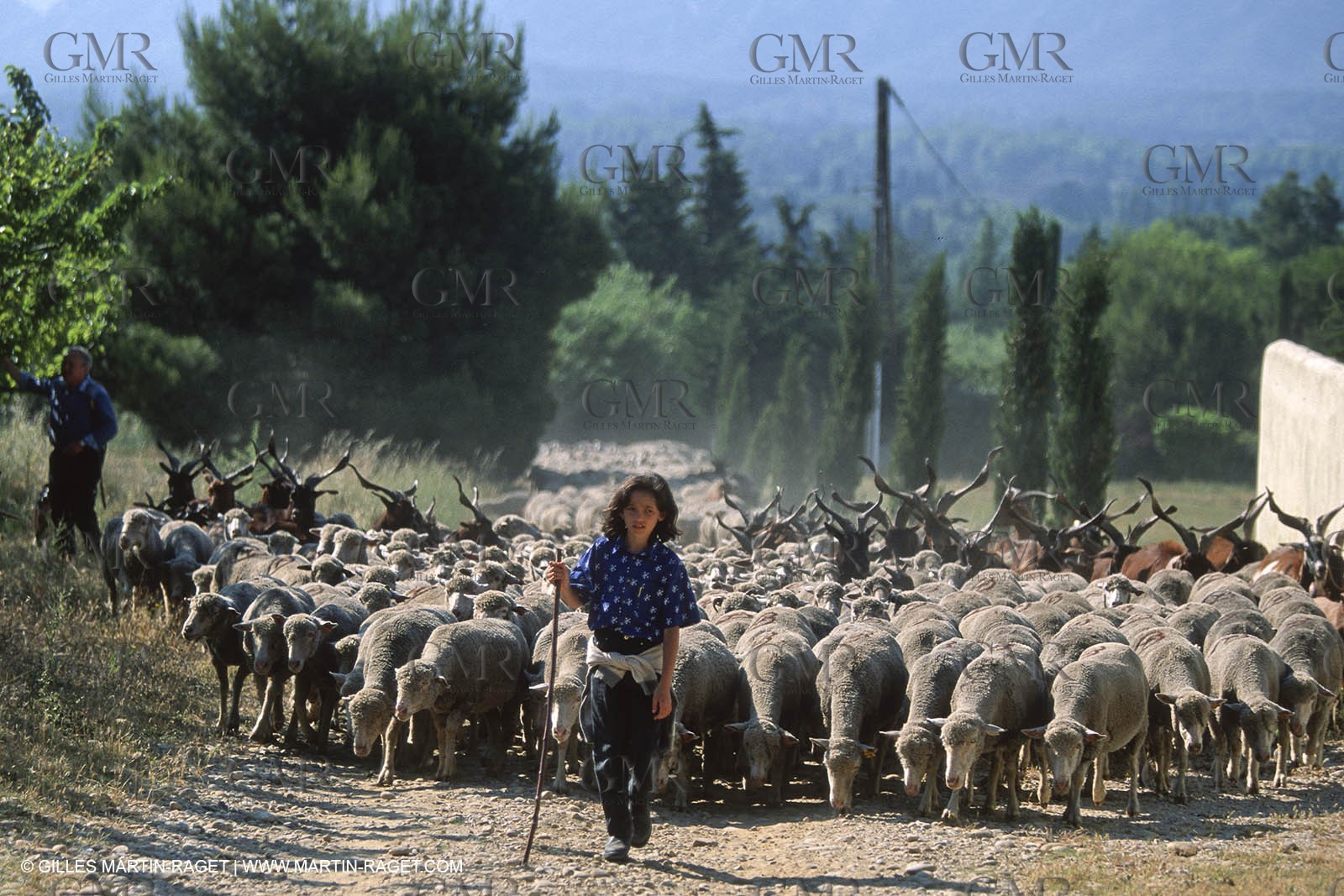 Saint Rémy de Provence (FRA,13) - Sheep stocks migration Fest