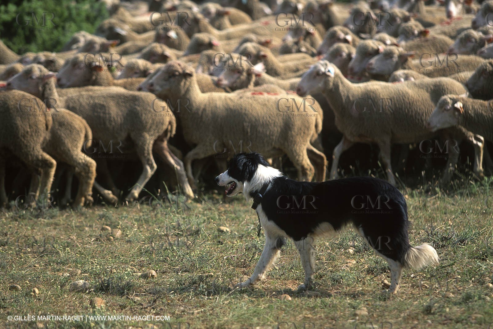 Saint Rémy de Provence (FRA,13) - Sheep stocks migration Fest