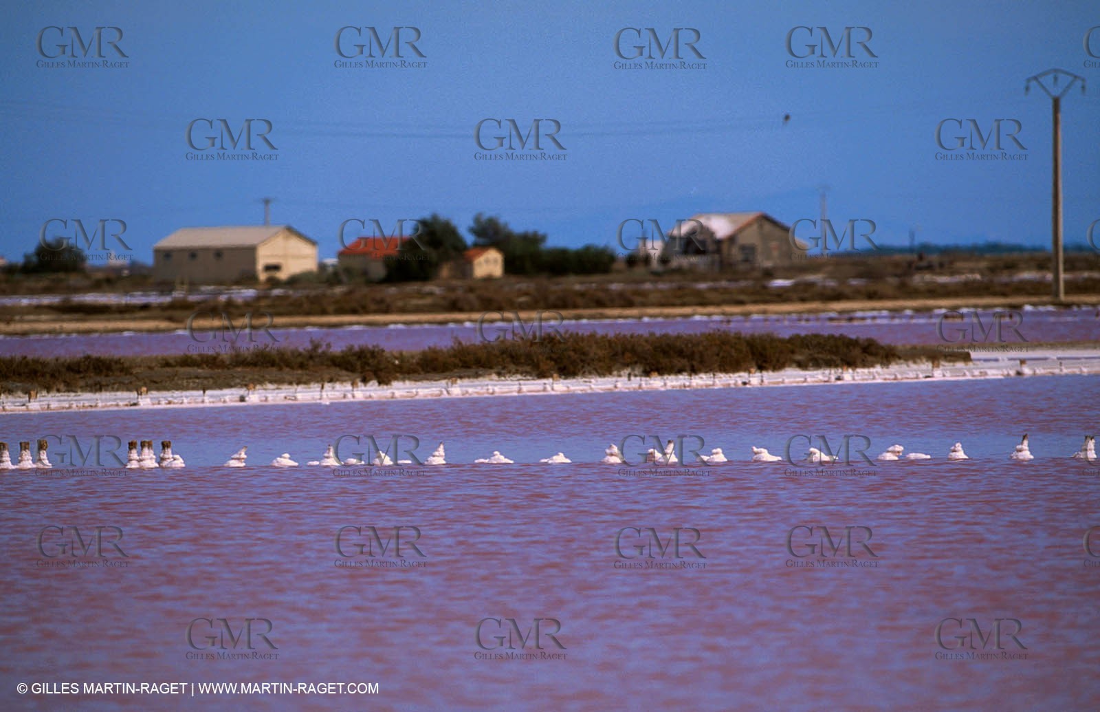 Salt-water marsh