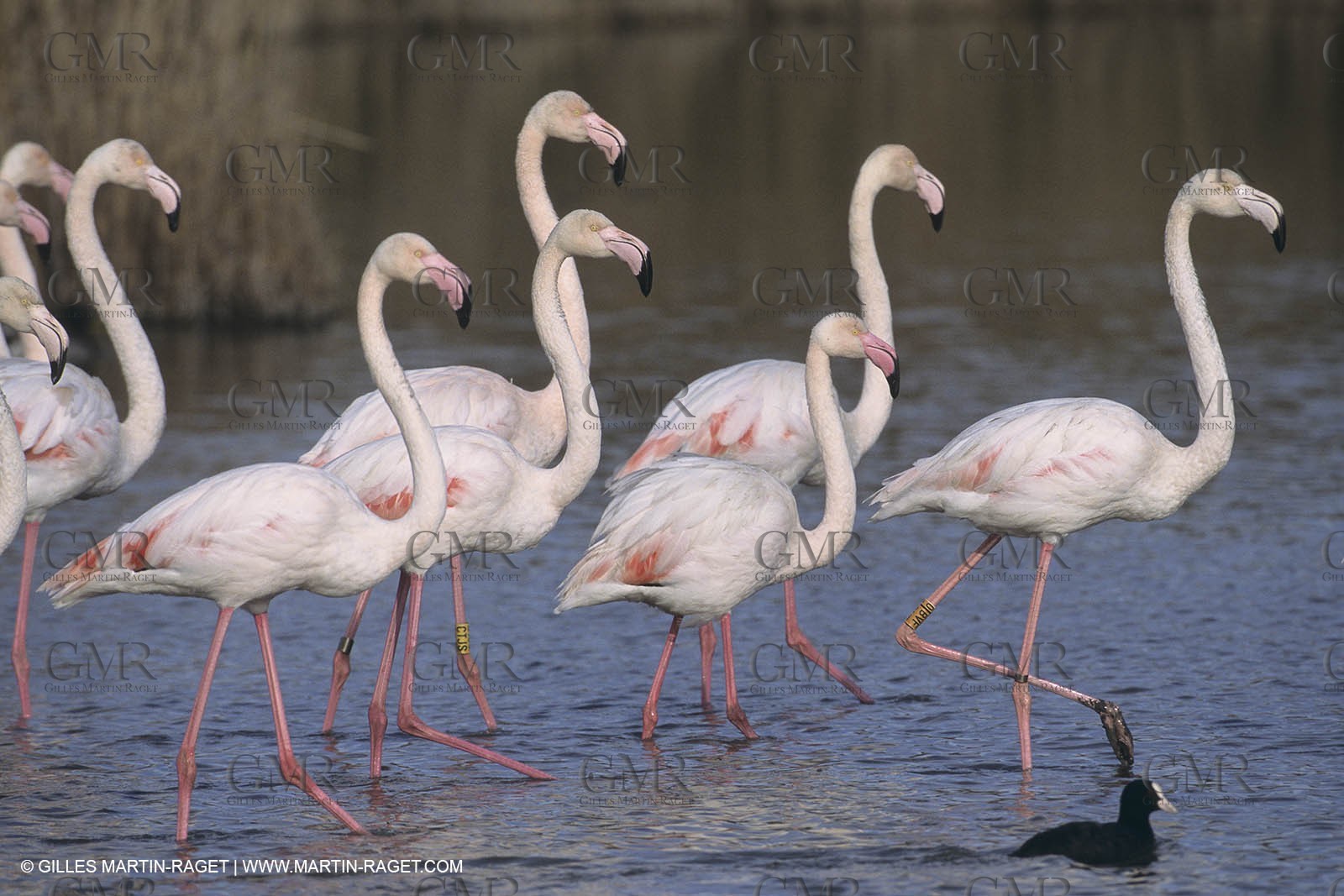 France, Provence, Camargue, Birds, Flamants, flamingos