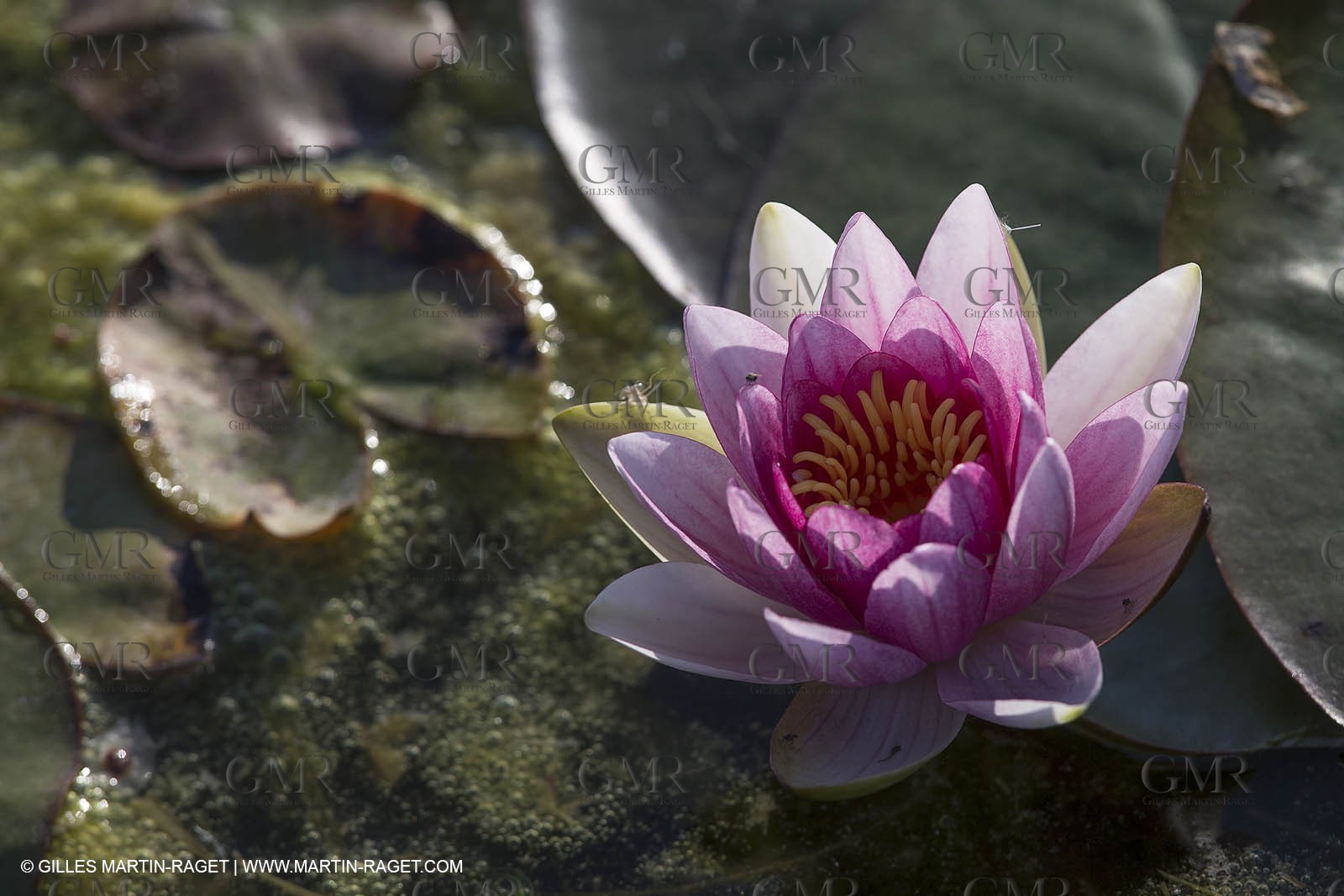 Domaine de la Baume - Tourtour (FRA,83) - 15 05 2014