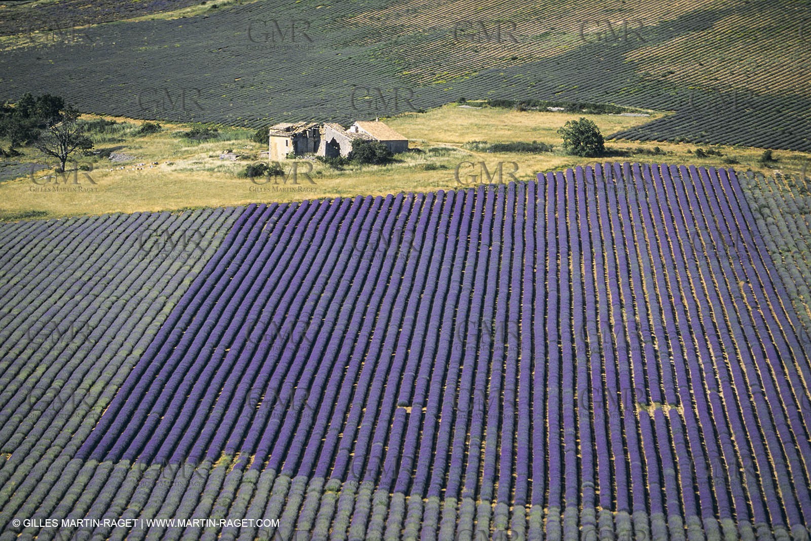 France, Provence, Lavender fields
