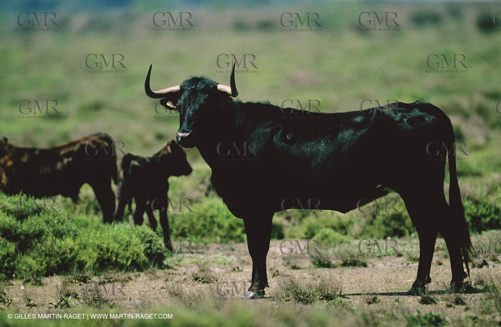 Bouches du Rhône, Camargue (FRA 13) - Camargue bulls
