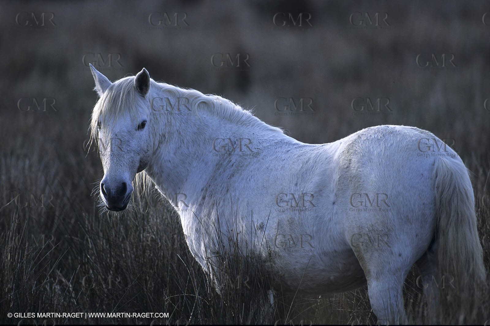 Camargue horses
