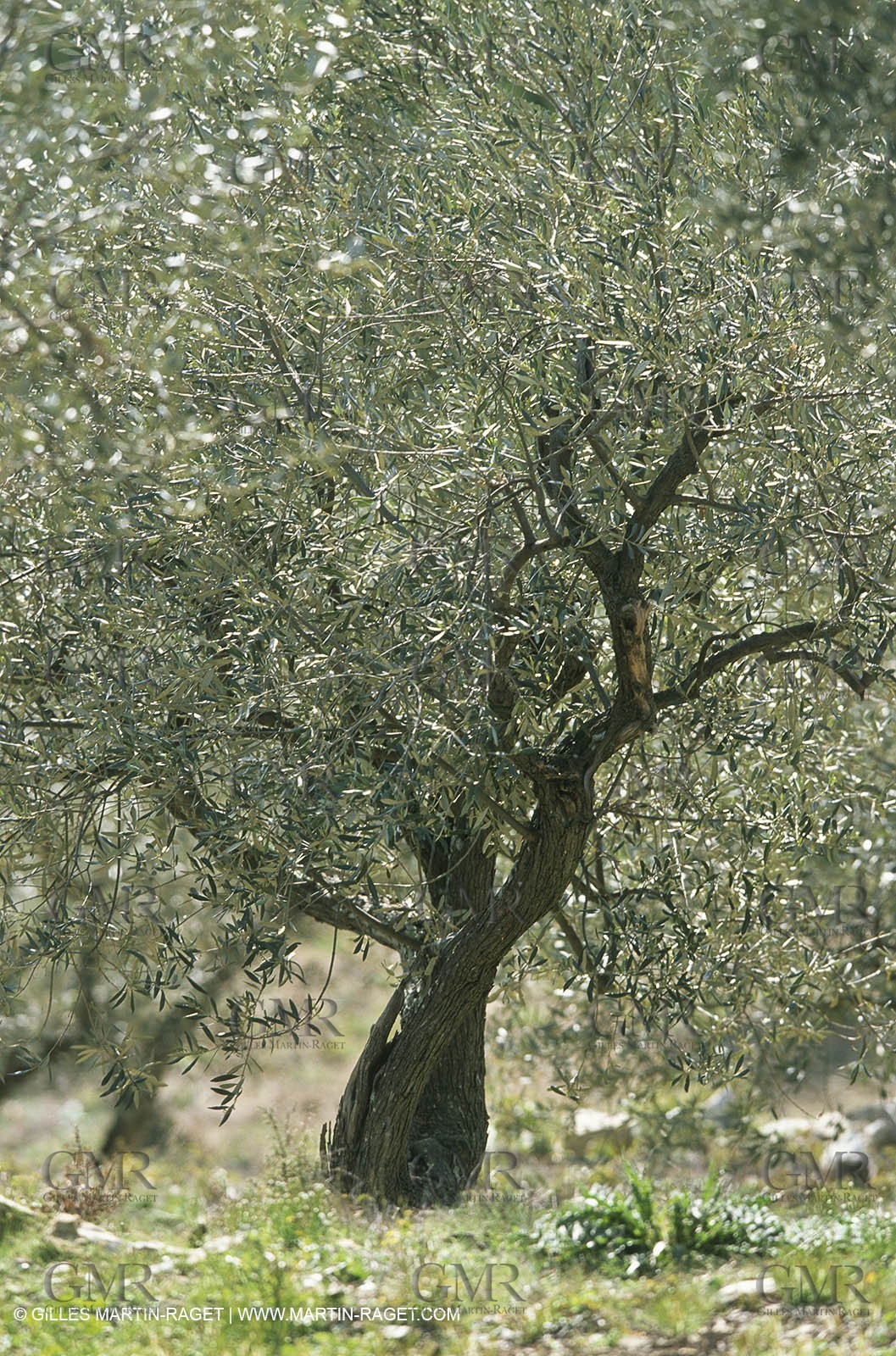 NIM0120036