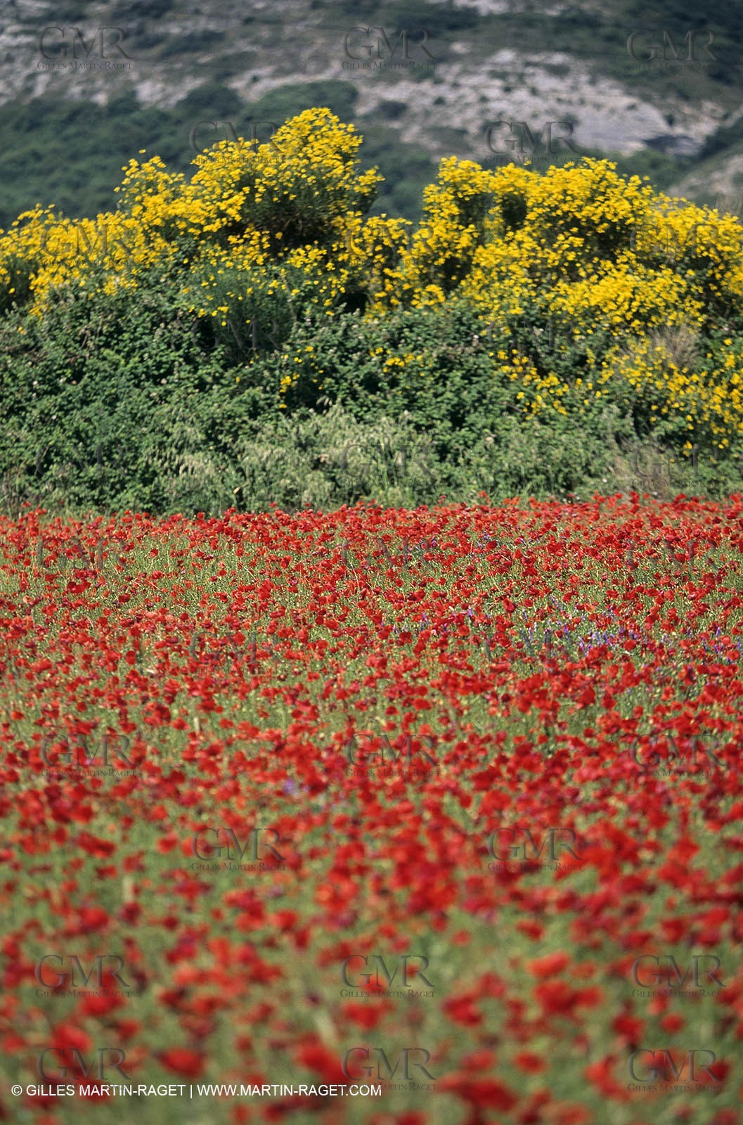 2000-2010- Les Alpilles (FRA,13) - Champs de coquelicots