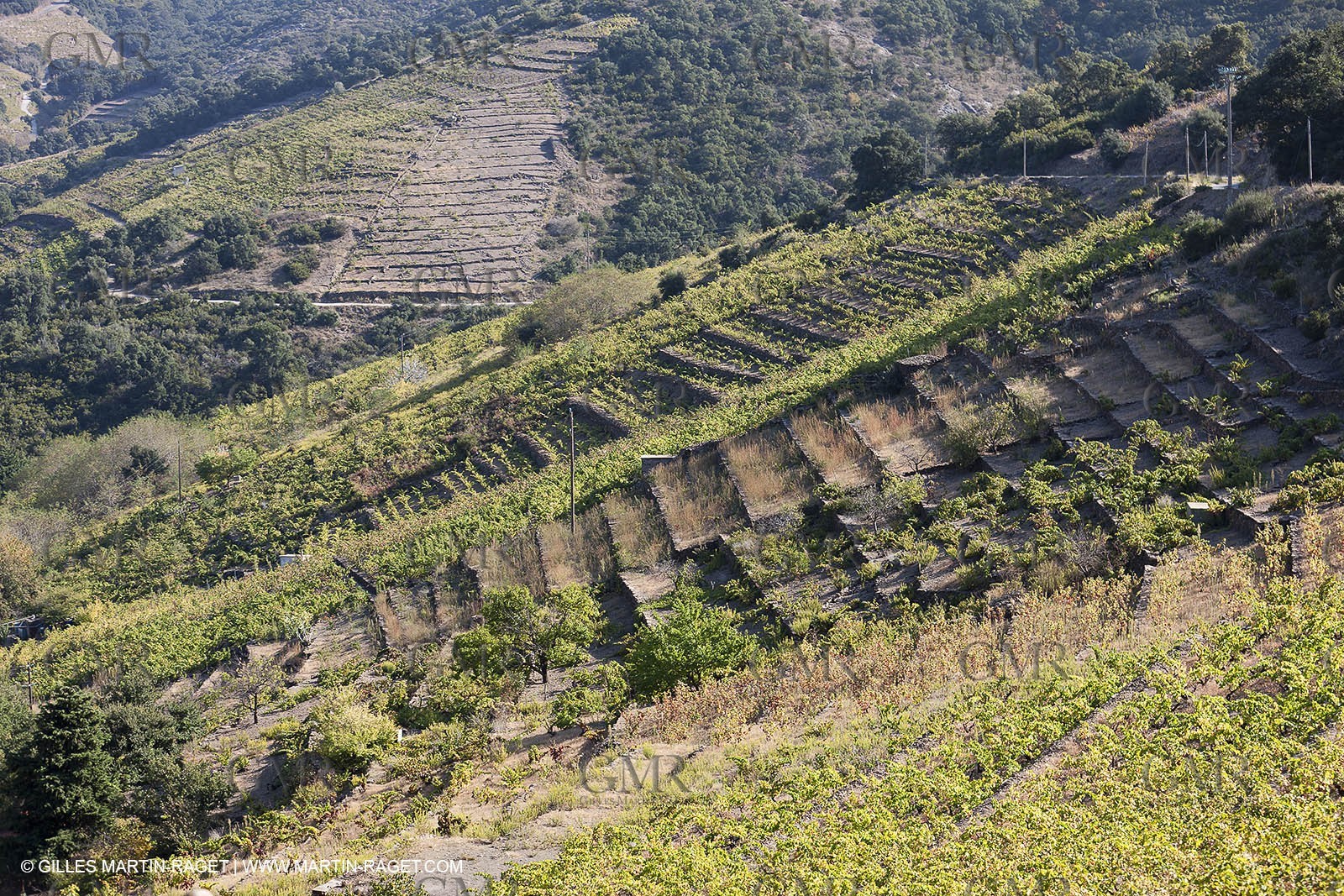17 10 2011 - Vermeille Coast (FRA, 66) - Corbières Vineyards